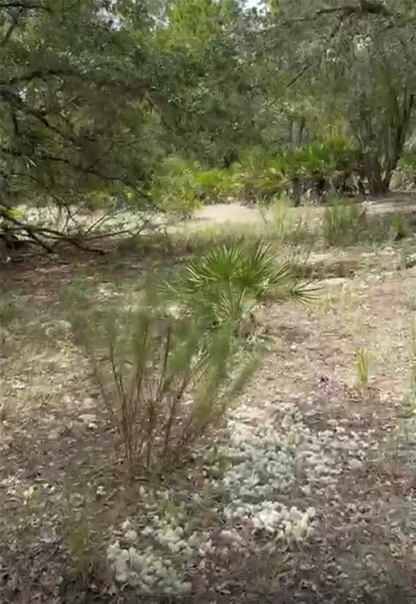 ORCHID Dr INDIAN LAKE ESTATES, FL 33855