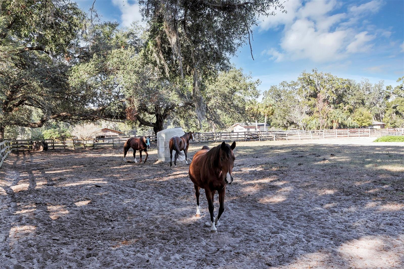 208 NE 70TH St OCALA, FL 34479