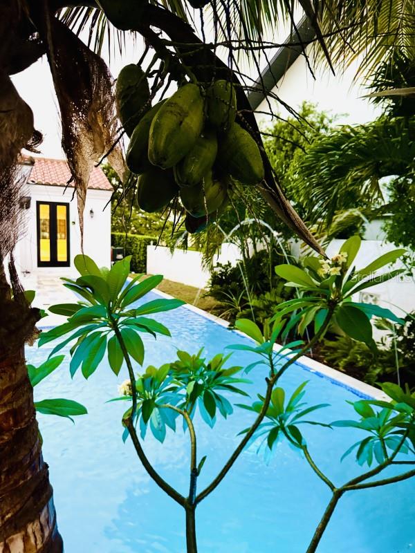 1234 W IVANHOE Blvd ORLANDO, FL 32804