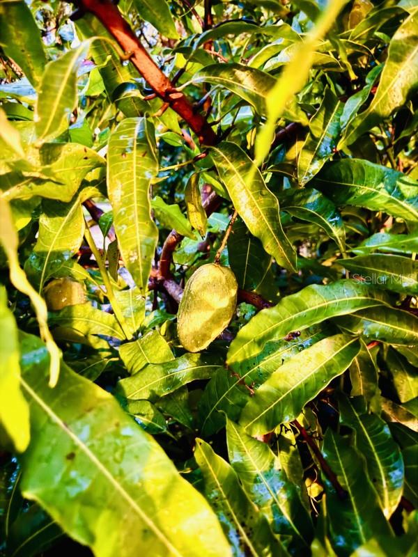 1234 W IVANHOE Blvd ORLANDO, FL 32804