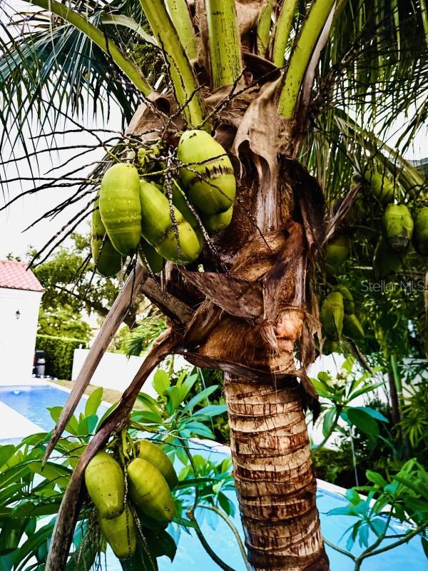 1234 W IVANHOE Blvd ORLANDO, FL 32804