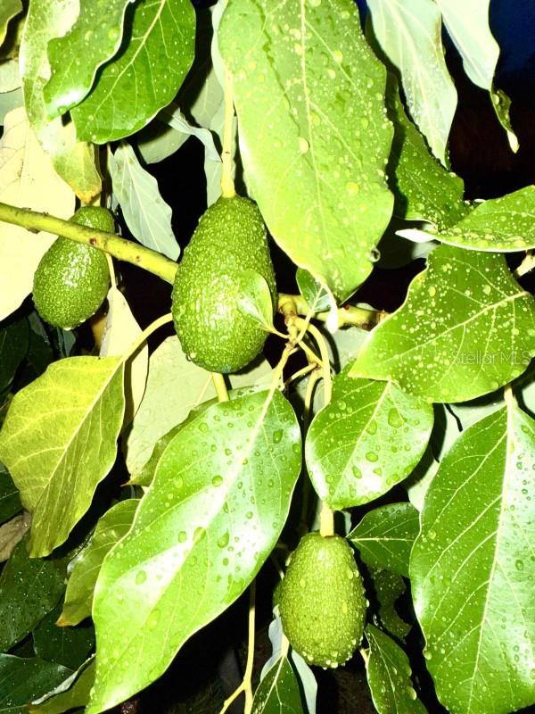 1234 W IVANHOE Blvd ORLANDO, FL 32804