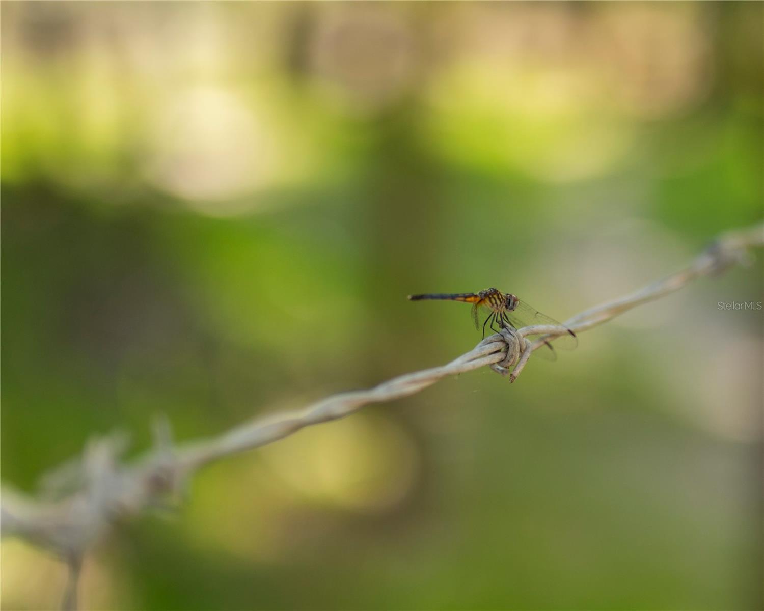 SW ADDISON Ave #A ARCADIA, FL 34266