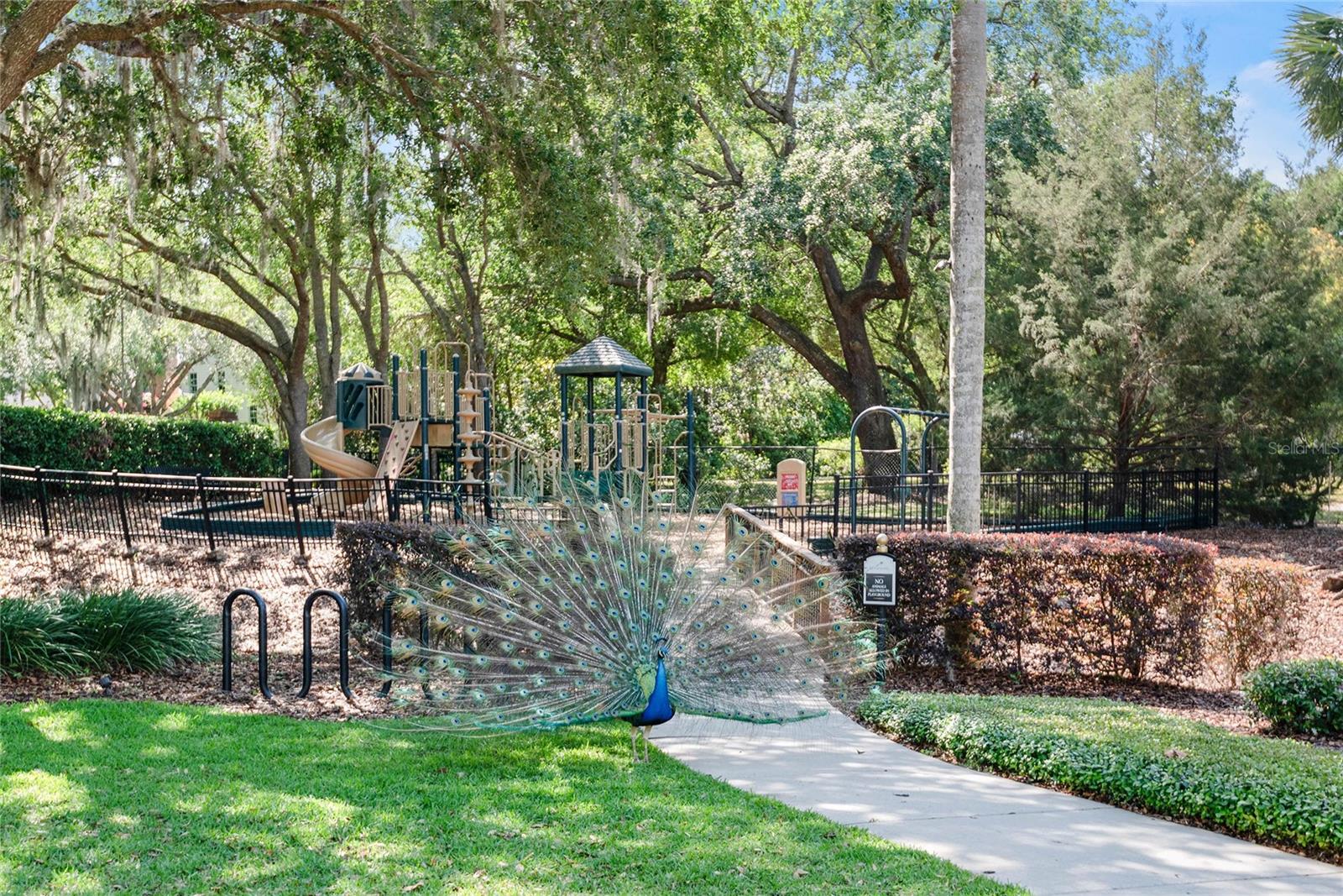 1112 PRESERVE Pt Dr WINTER PARK, FL 32789