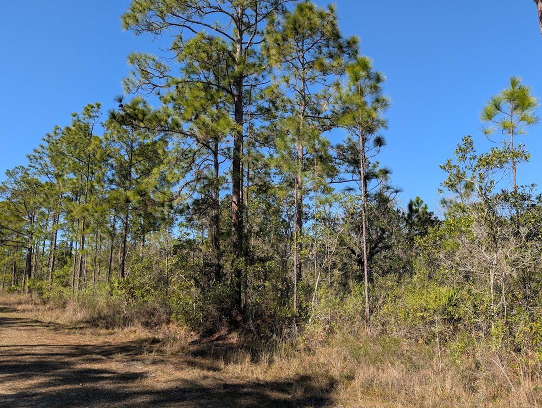 206 IXORA Dr INDIAN LAKE ESTATES, FL 33855